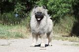 SPITZ LOUP 002